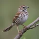 Song Sparrow