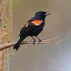Red Winged Blackbird