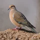 Mourning Dove