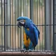 abandoned Macaw 