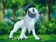 Absol