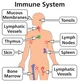 Immune System