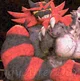 Incineroar
