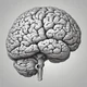 brain