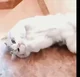 Clumsy kitty 