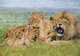 Lion Pride