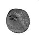 Foca