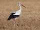 Stork