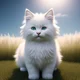 Giant kitten