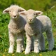 Mixed Bodies Sheep