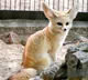 Fennec fox