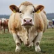 Fat cow