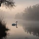 Swan