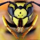 Wasp Hate Club