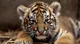 Tiger cub 