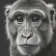 Monke