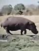 Hippo