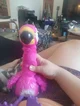 Charlie the Flamingo