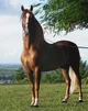 Horse infection