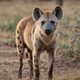 Hyena Life RP