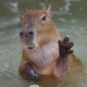 Capibara 