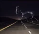 The highway horse
