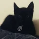 Кот