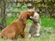 Puppy and Cat