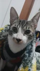 Gabriel 
