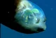 Barreleye 