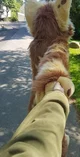 Furry Stranger