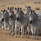 Massive zebra herd
