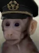 Yazov Monkey