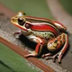 striped frog