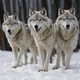 Wolf pack