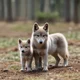 Smol wolf and pup