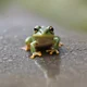 smol frog