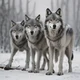 Rouge wolf pack