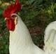 Leghorn Rooster