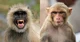 Rhesus vs Langur