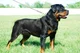 Blaze Rottweiler