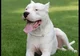 Dogo Argentino