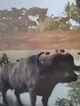 Cape Buffalo