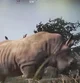 Rhino