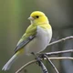 Canary