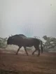 Wildebeest