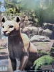 Cougar