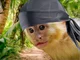 Rap monkey 