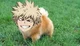 Dog Katsuki Bakugo