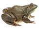 Bull Frog